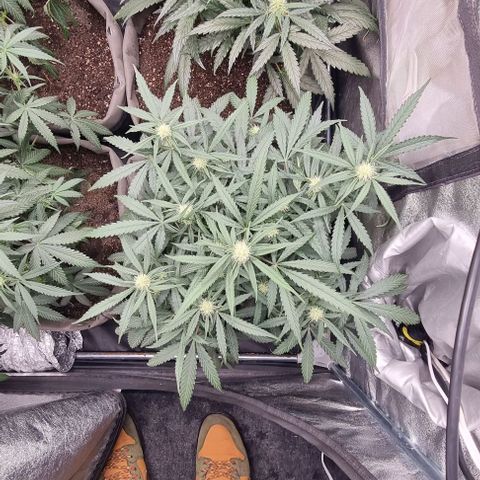 Mimosa - RV growlog timeline photo