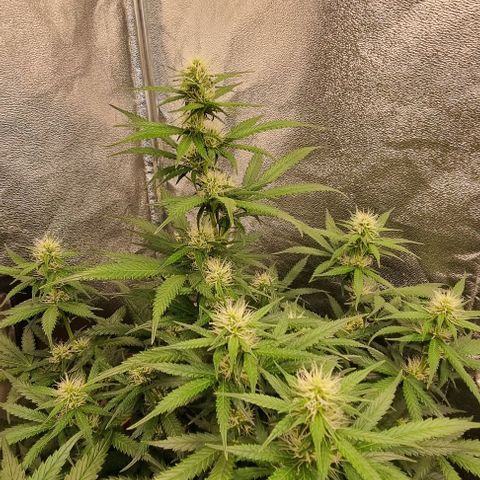 Mimosa - LA growlog timeline photo