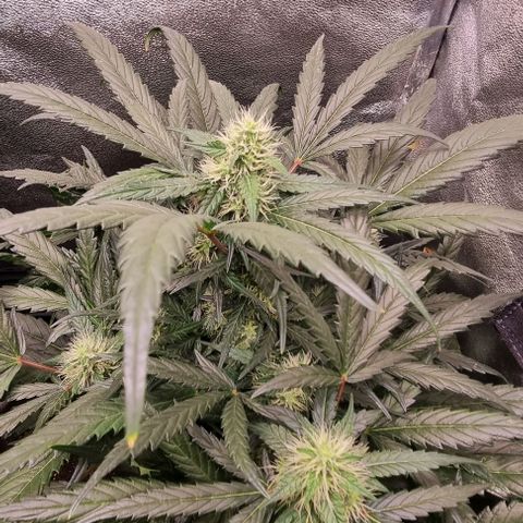 Mimosa - RA growlog timeline photo