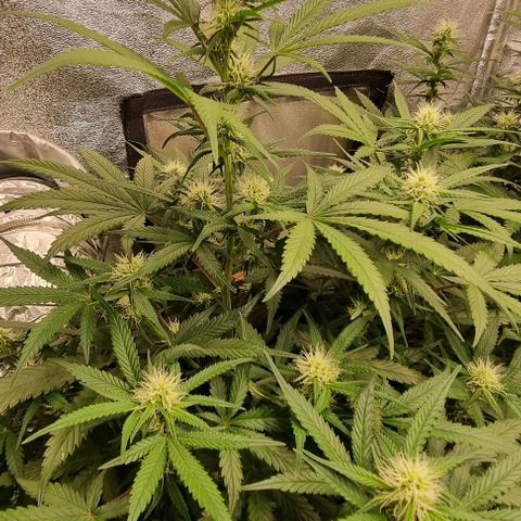 Mimosa - LV growlog timeline photo