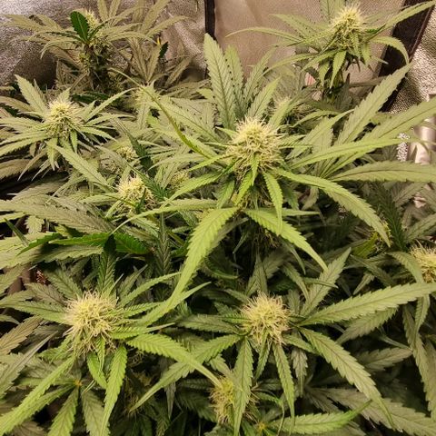 Mimosa - RV growlog timeline photo