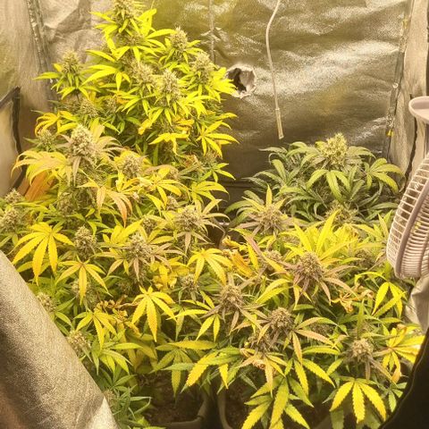 Mimosa - LA growlog timeline photo