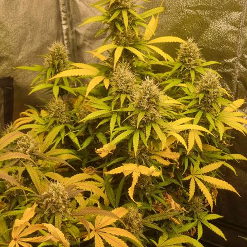 Mimosa - LA growlog timeline photo