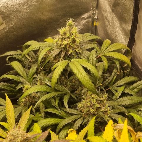 Mimosa - RA growlog timeline photo
