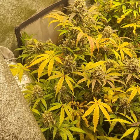 Mimosa - LV growlog timeline photo
