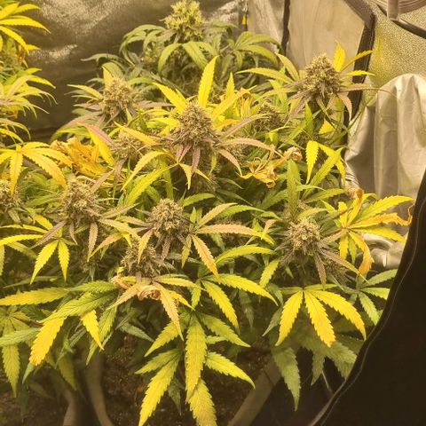 Mimosa - RV growlog timeline photo