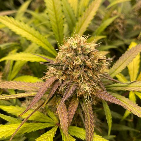 Mimosa - RV growlog timeline photo