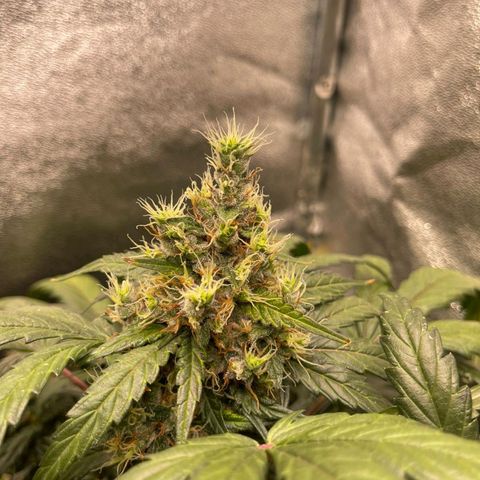 Mimosa - RA growlog timeline photo