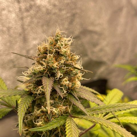 Mimosa - LV growlog timeline photo