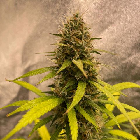 Mimosa - LA growlog timeline photo