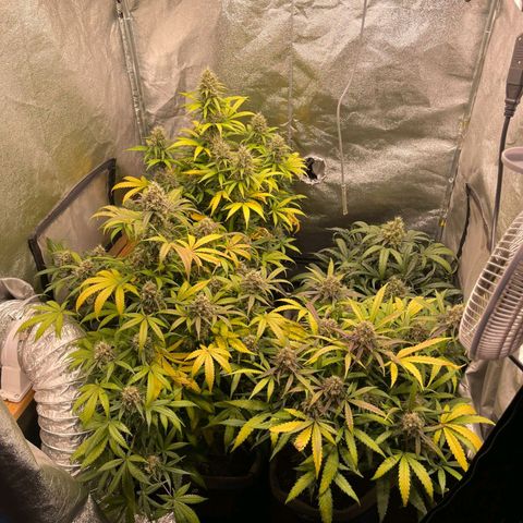 Mimosa - LA growlog timeline photo