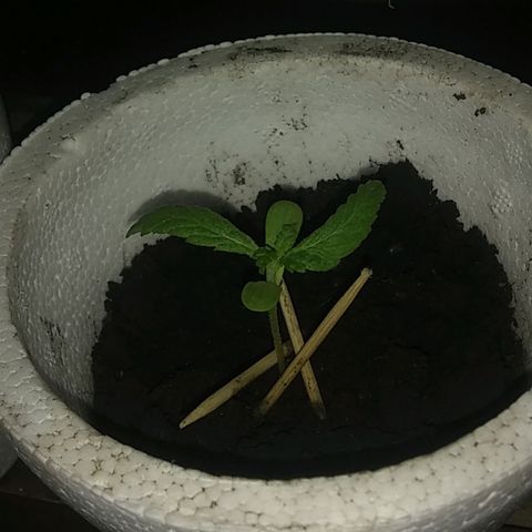 Channel+? growlog timeline photo