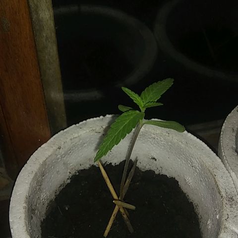🔴 growlog timeline photo