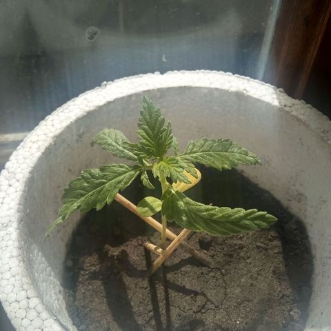 Channel+? growlog timeline photo