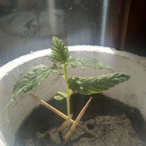 Channel+? growlog timeline photo