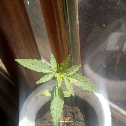 🔴 growlog timeline photo