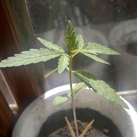 🔴 growlog timeline photo