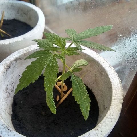 Channel+? growlog timeline photo