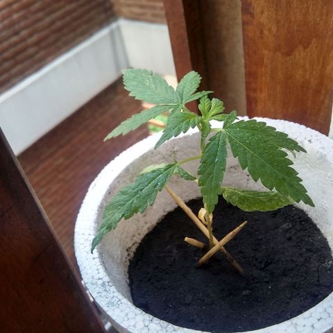Channel+? growlog photo: Pre-transplante