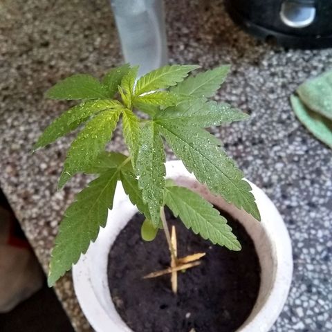 🔴 growlog timeline photo