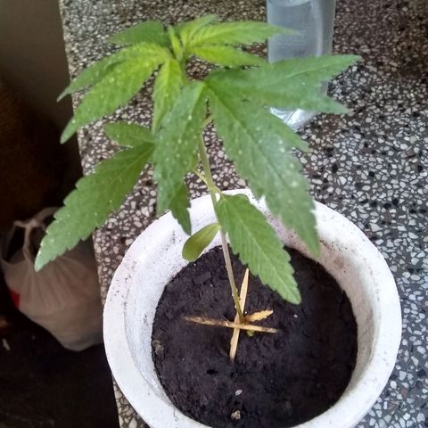 🔴 growlog photo: Pre-transplante 