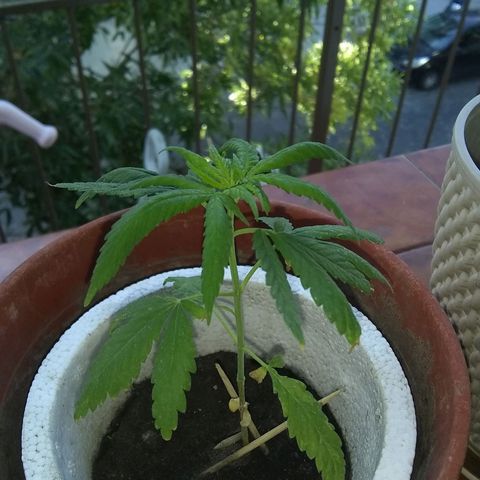Channel+? growlog timeline photo