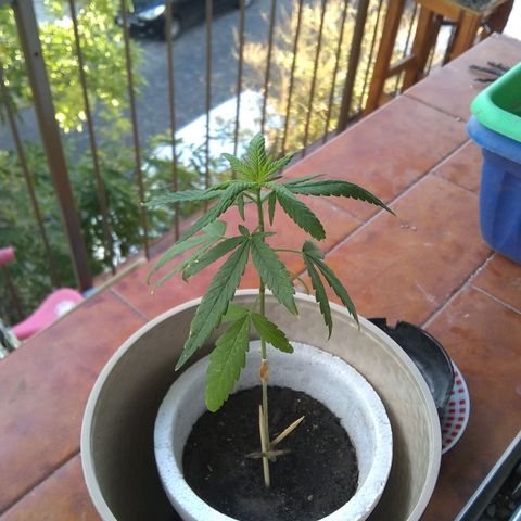 🔴 growlog timeline photo
