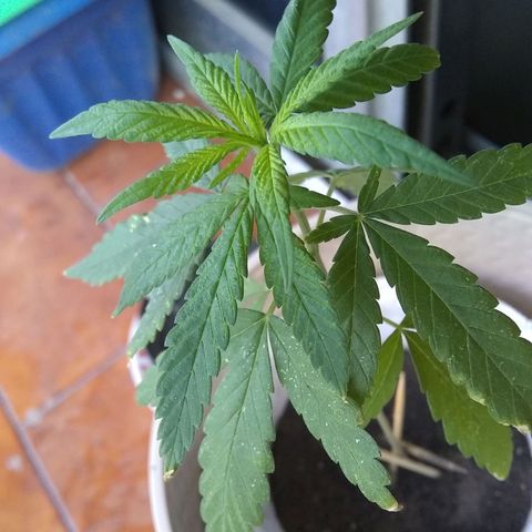 🔴 growlog timeline photo