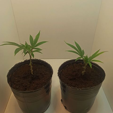 Purple Kush growlog timeline photo