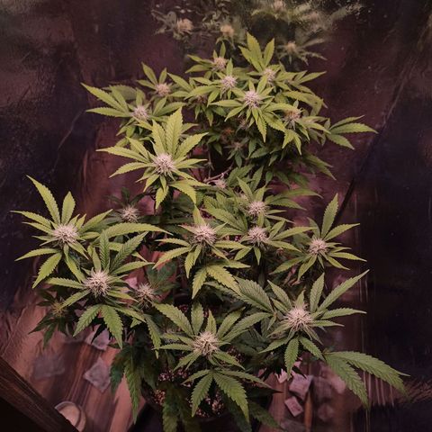 Purple Kush growlog timeline photo