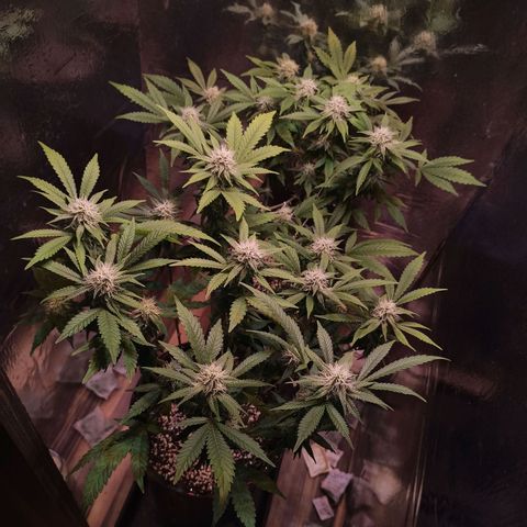 Purple Kush growlog timeline photo