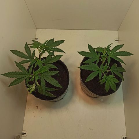 Purple Kush growlog timeline photo