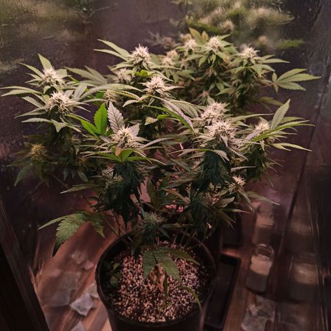 Purple Kush growlog timeline photo