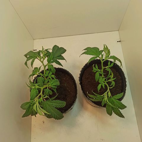 Purple Kush growlog timeline photo