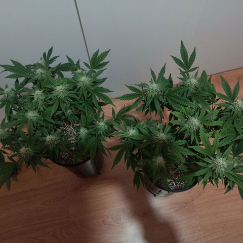 Purple Kush growlog timeline photo