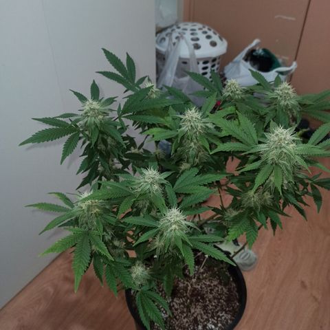 Purple Kush growlog timeline photo