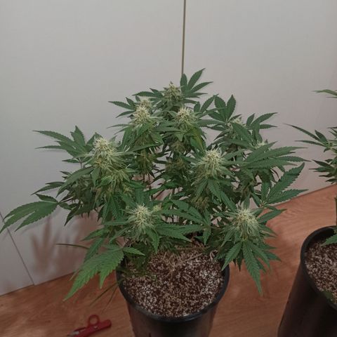 Purple Kush growlog timeline photo