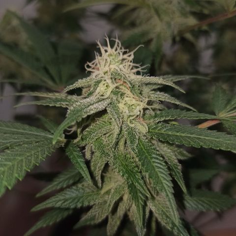 Purple Kush growlog timeline photo
