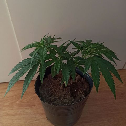 Purple Kush growlog timeline photo
