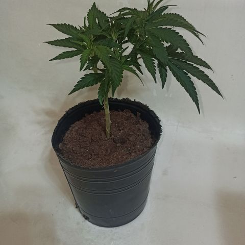 Purple Kush growlog photo: Antes de la primera aplicación de STS para revertirle el sexo y obtener polen fem