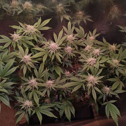 Purple Kush growlog timeline photo