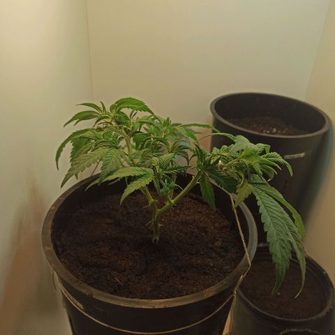 Purple Kush growlog timeline photo