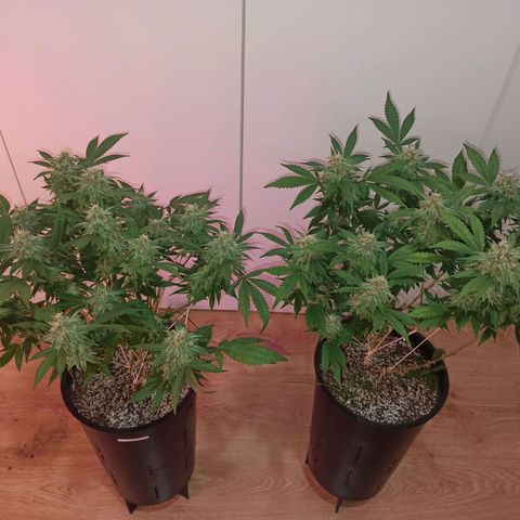 Purple Kush growlog timeline photo