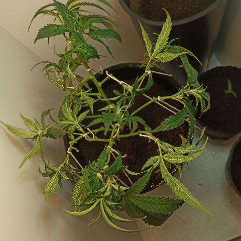 Purple Kush growlog timeline photo