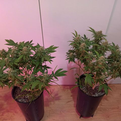 Purple Kush growlog timeline photo