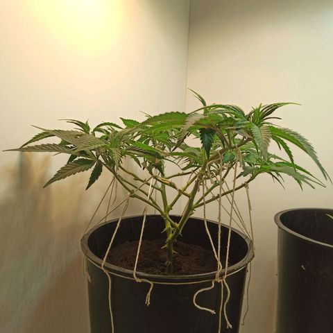 Purple Kush growlog timeline photo