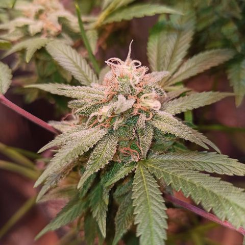 Purple Kush growlog timeline photo