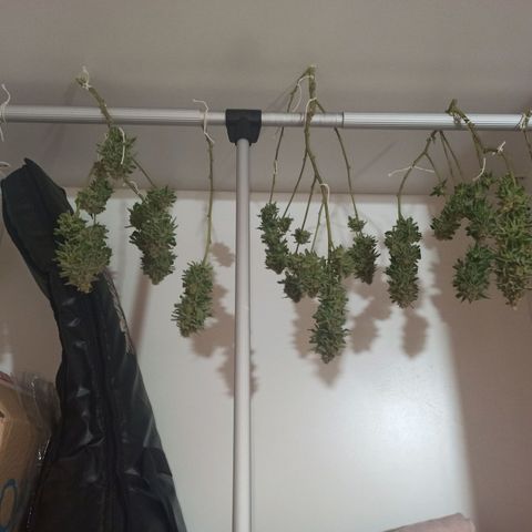 Purple Kush growlog timeline photo