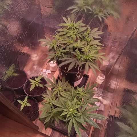 Purple Kush growlog timeline photo