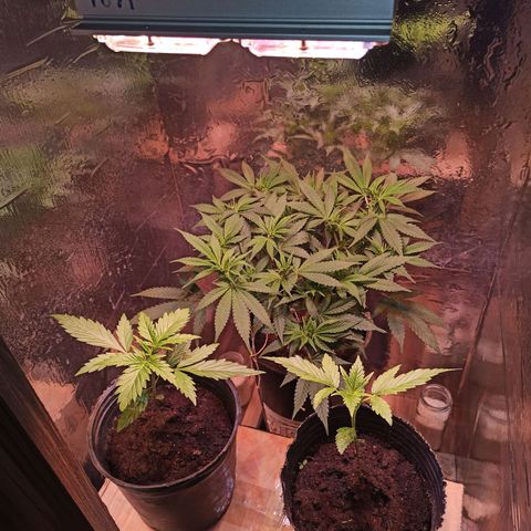 Purple Kush growlog timeline photo